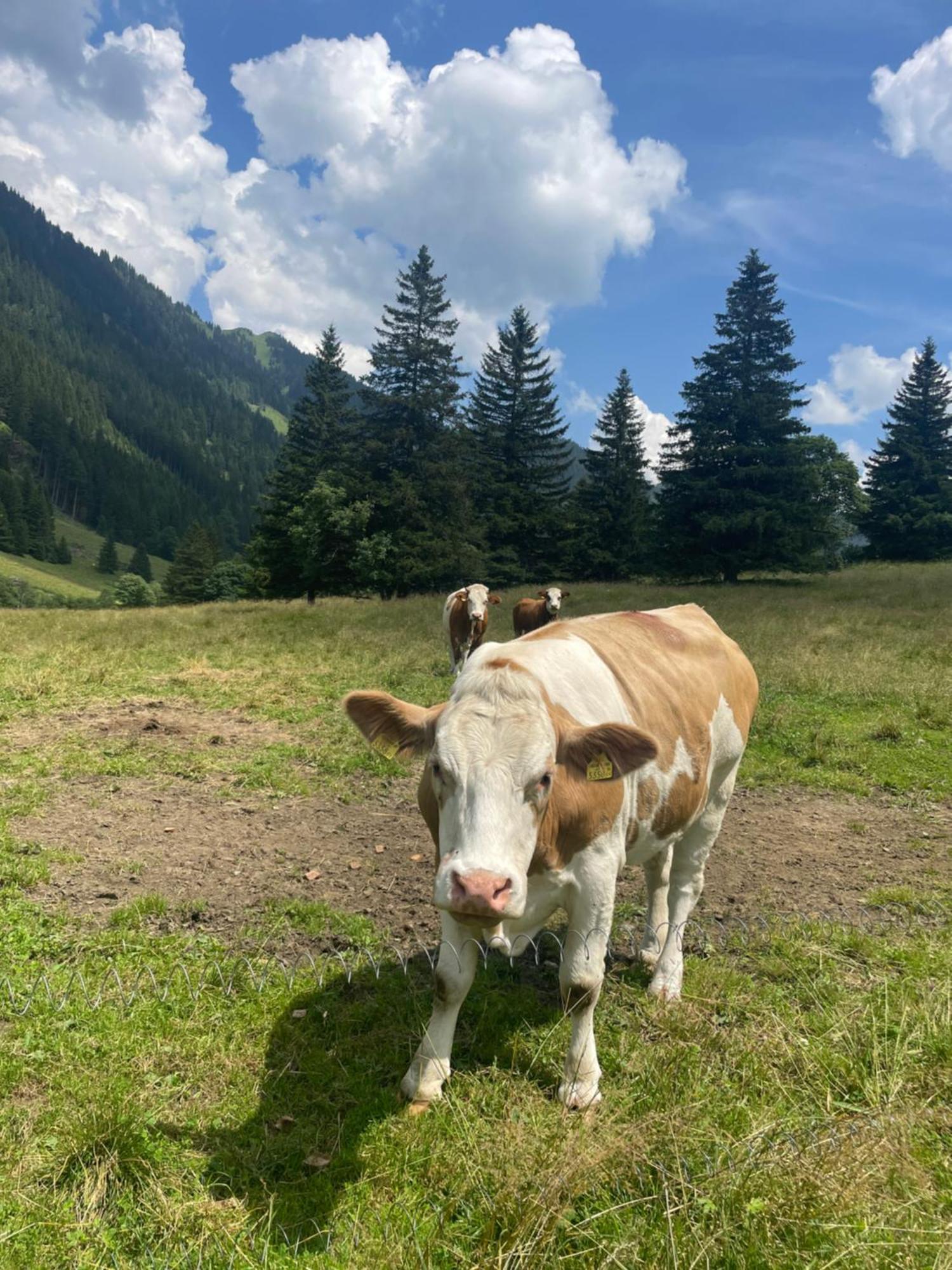 Ferienwohnungen Bianca Hasler - Stallbauer Pusterwald Esterno foto